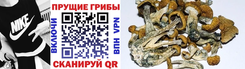 Псилоцибиновые грибы ЛСД  Сосновоборск 